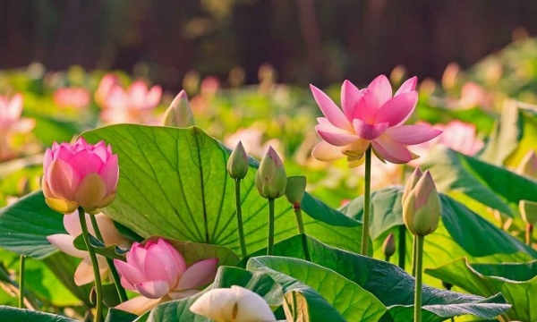 Có những điều xảy đến để buộc bạn học hai chữ "chấp nhận" và "trưởng thành"