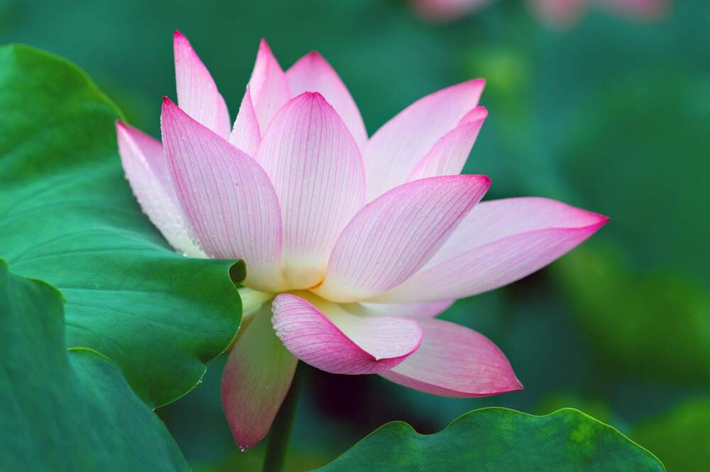 Ai mà không phải ra đi