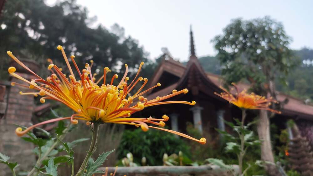 Một đời người