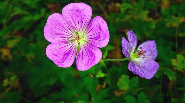 Ma chướng khi niệm Phật