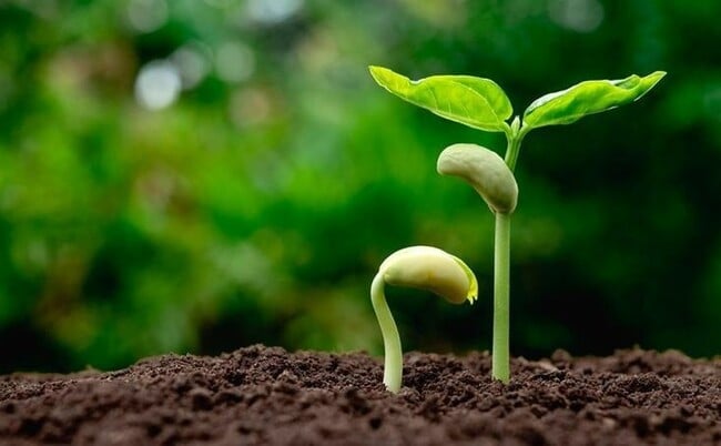 Đừng ví mình là cỏ, lay lắt bên vệ đường
