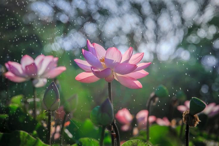 Tu như thế nào mới là thật tu?