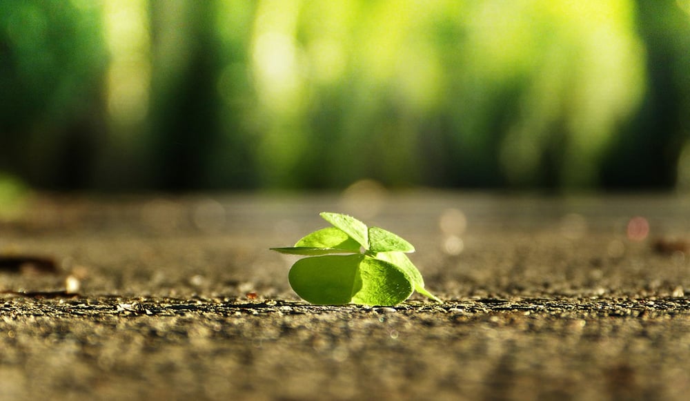 Người biết ơn là người có nhân cách tốt đẹp, sống có nghĩa có tình, có trước có sau