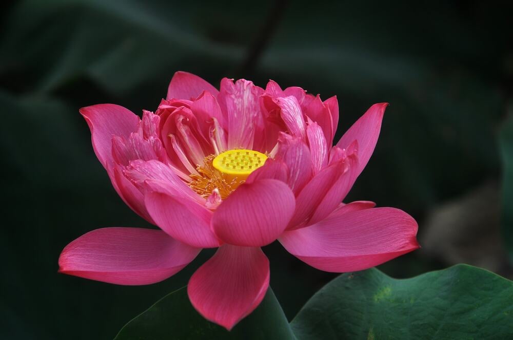 TÂM gian dối thì cuộc sống bất an