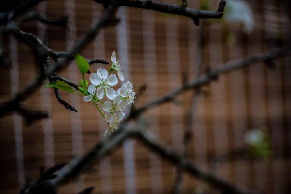 Nguyện cầu bình an đầu năm