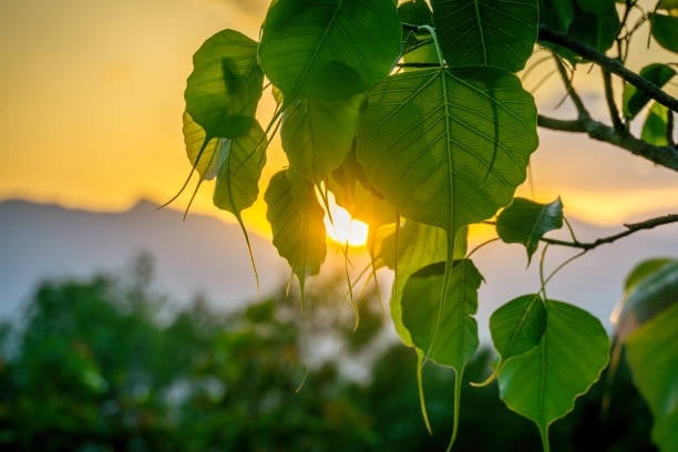 Người có tâm sống tốt, sẽ thanh thản thảnh thơi 