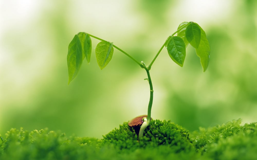 Phật dạy thuyết Pháp cho người phải có đủ năm đức