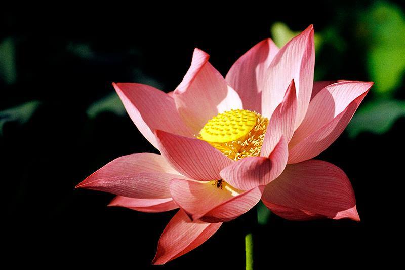 Sống quá lý tưởng cũng là một tai nạn