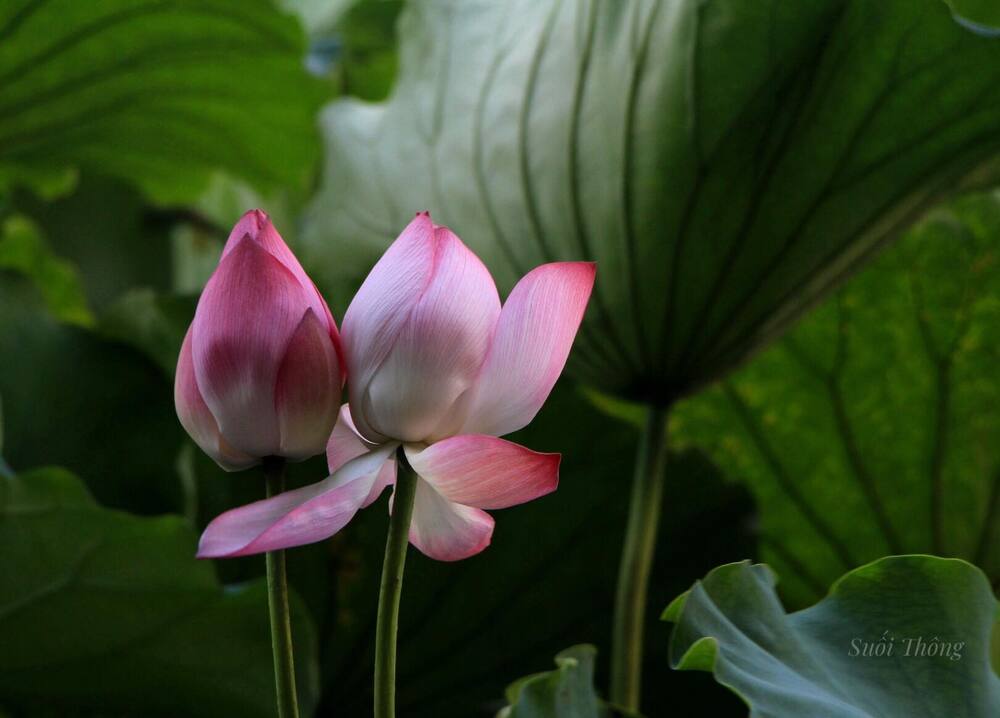 Con đường của thọ mạng ngắn dài