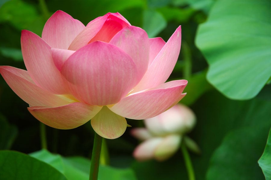 Tu tập tâm từ để nói lời lành