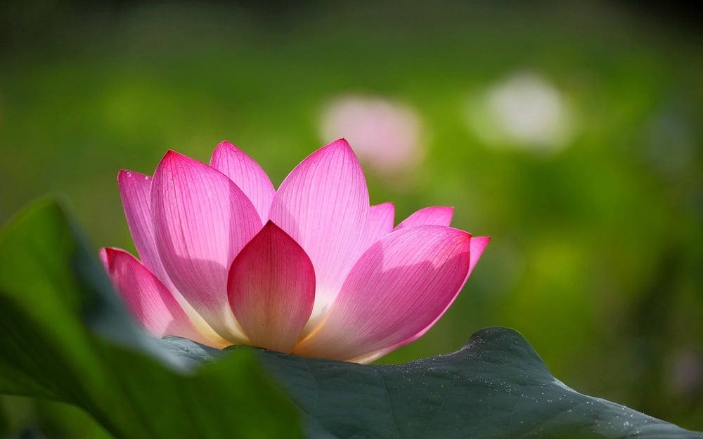 Báo hiếu cha mẹ theo Phật dạy
