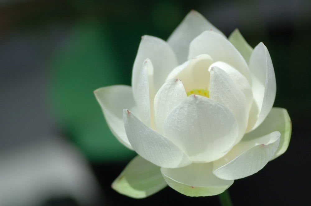 Người trí tuệ biết buông bỏ và dùng tình yêu thương để thu phục nhân tâm