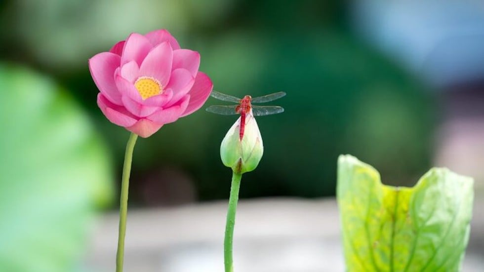 Trưởng thành không phải là trải qua thất bại một lần, mà phải tích lũy nhiều lần, cả về trí tuệ lẫn kinh nghiệm sống...!!!