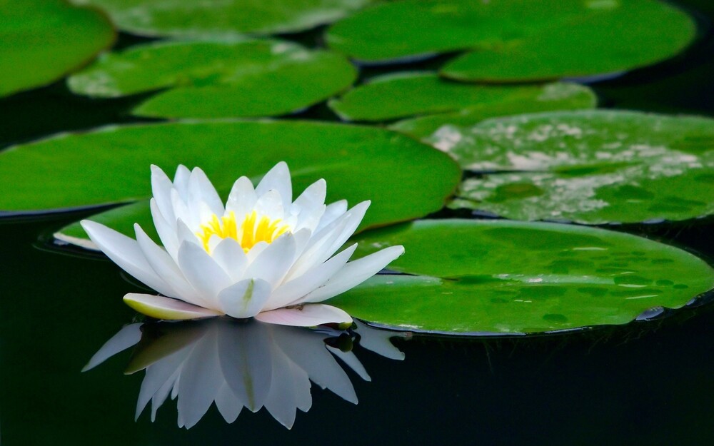Thí chủ có năm công đức