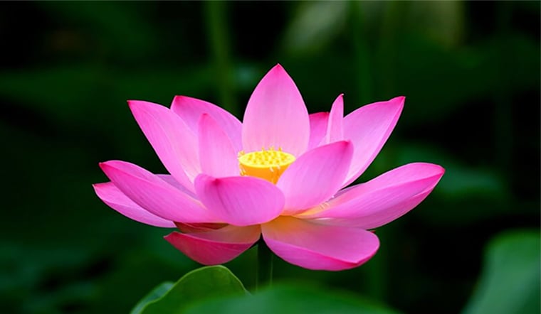 Nếu gặp rắn bạn sẽ làm gì?