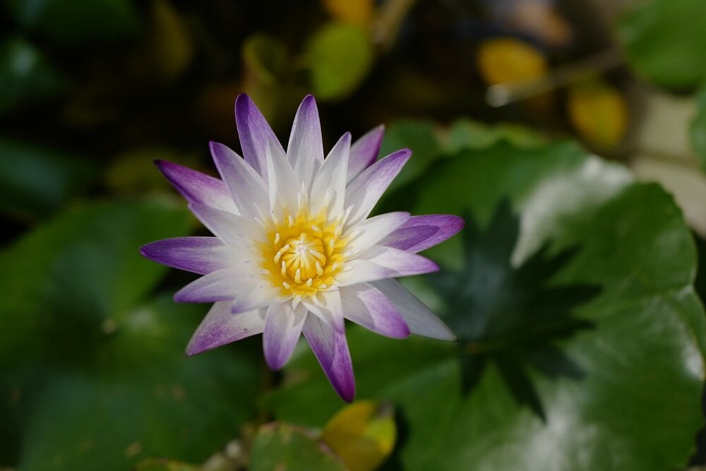 Làm người