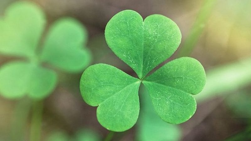 Đời biết đâu vô thường
