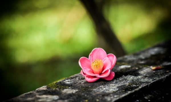 Con phải luôn sống lương thiện, và khi ấy Phật sẽ luôn bên con