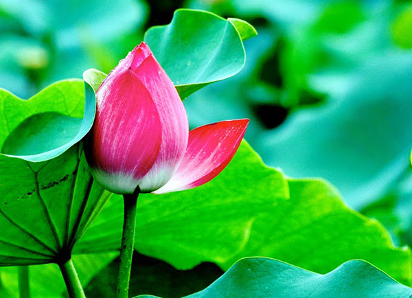 Tâm niệm lành là mỹ phẩm tốt nhất cho tướng mạo