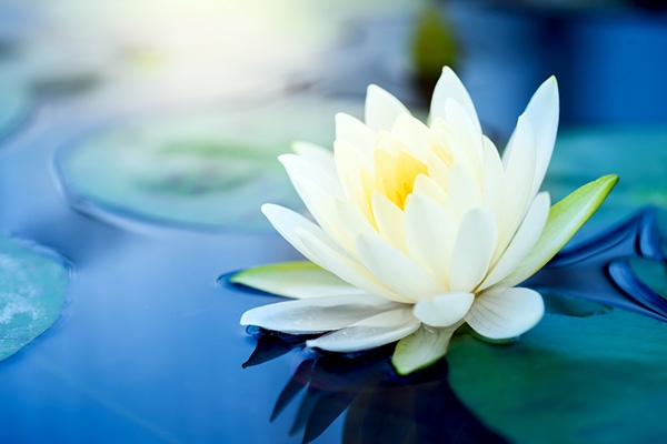 Được sinh làm người là phước báo hi hữu