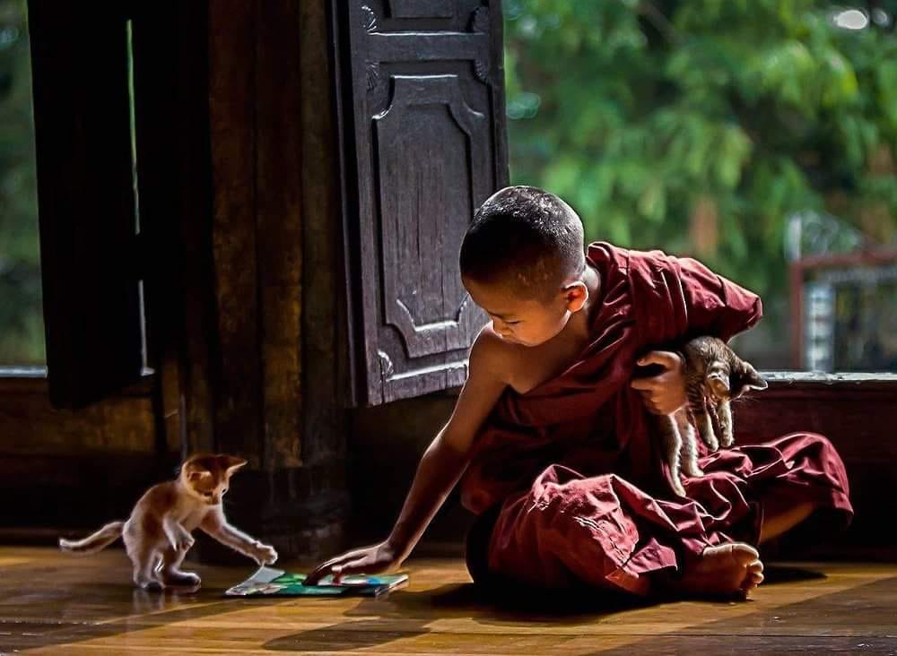 Ngược đãi động vật tạo nghiệp gì?