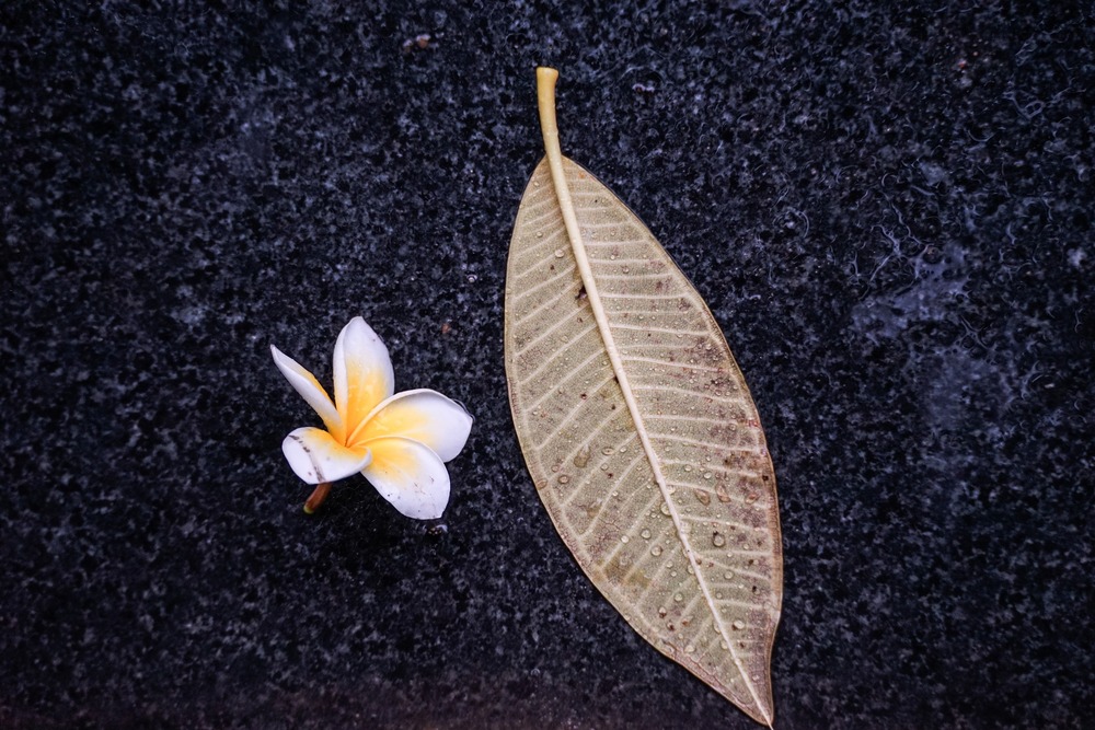 Hãy xem trần gian như quán trọ
