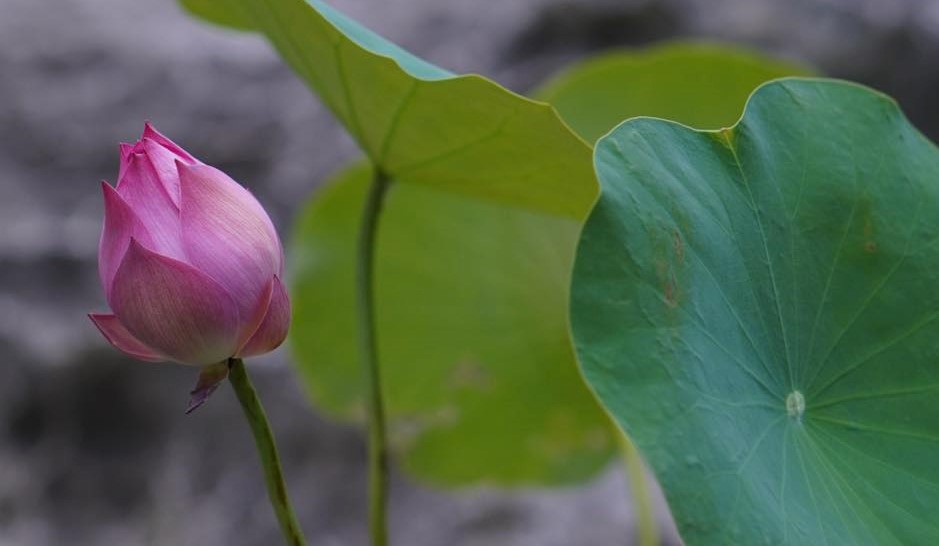 Tâm, khi không còn tham đắm, liền tự khắc an