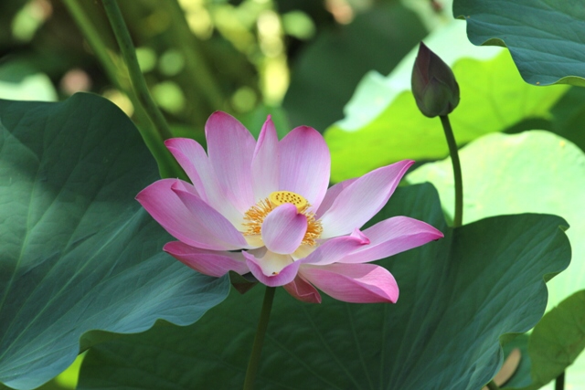 Khổ tâm và vô tâm