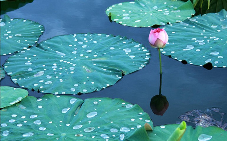 Chẳng ai có thể làm cho nước trong, chỉ có thể để yên cho nước tự lắng xuống