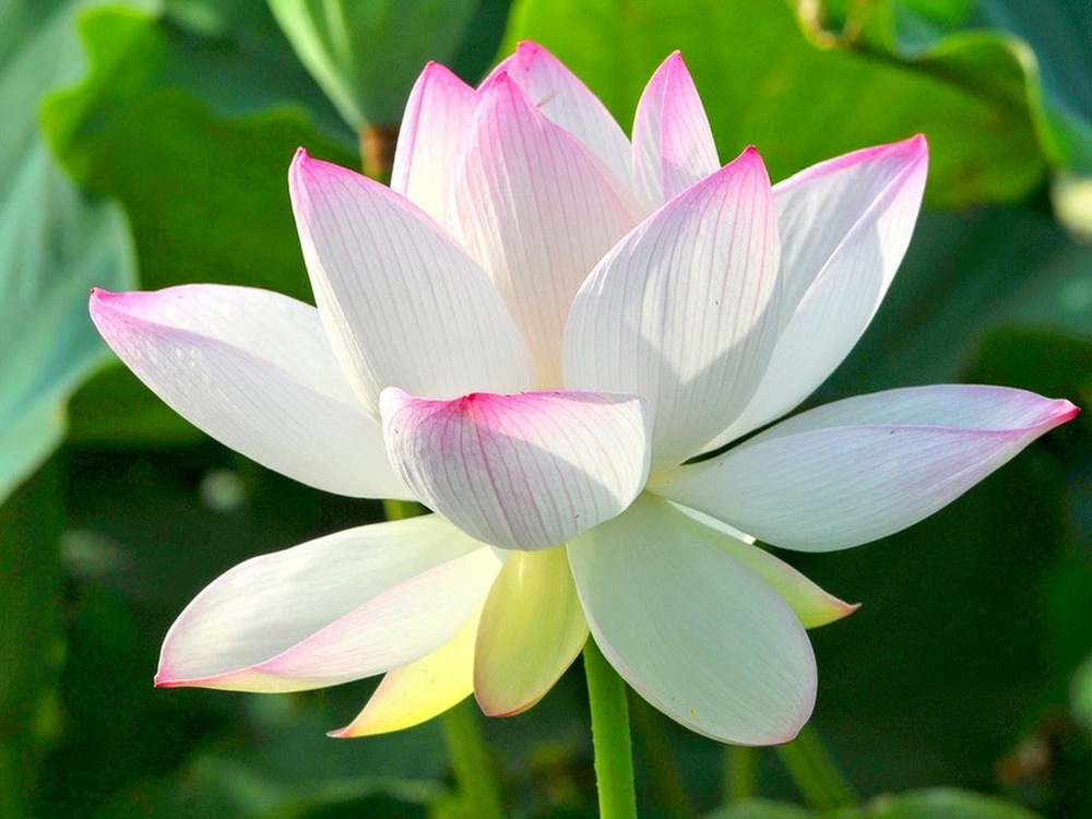 Không quyến luyến, không trốn tránh 