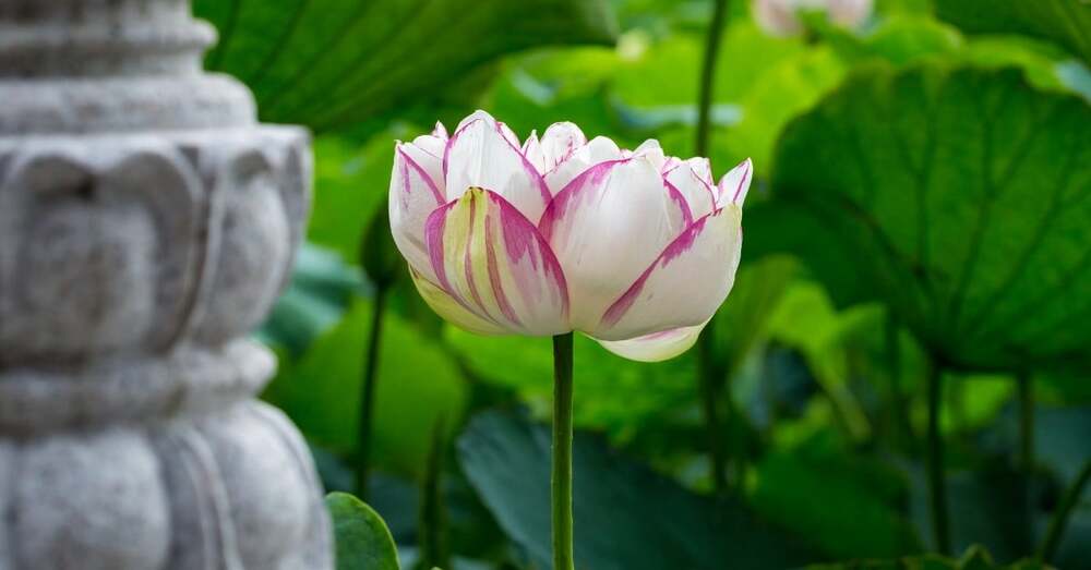 Thực tập buông bỏ và yêu thương