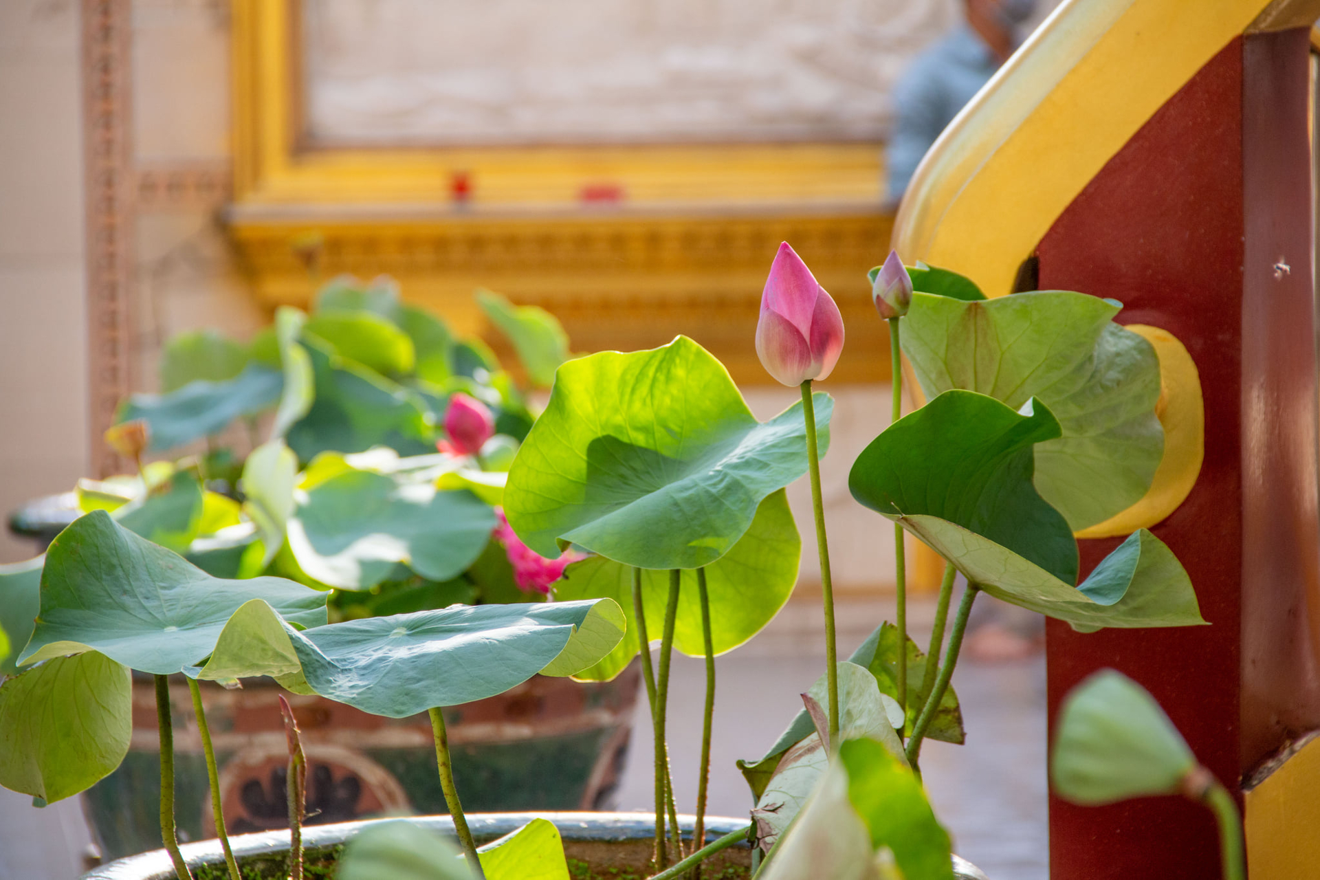 Tu hành đúng như pháp là tối thượng cúng dường