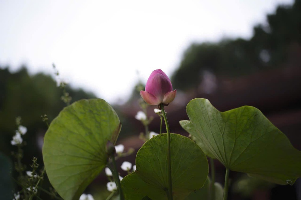 Việc cần nhẫn thì đừng nổi nóng