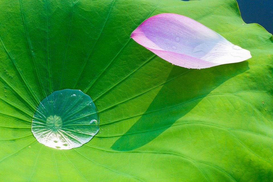 Người biết đủ