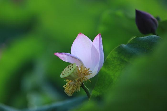 Muốn được bình thản