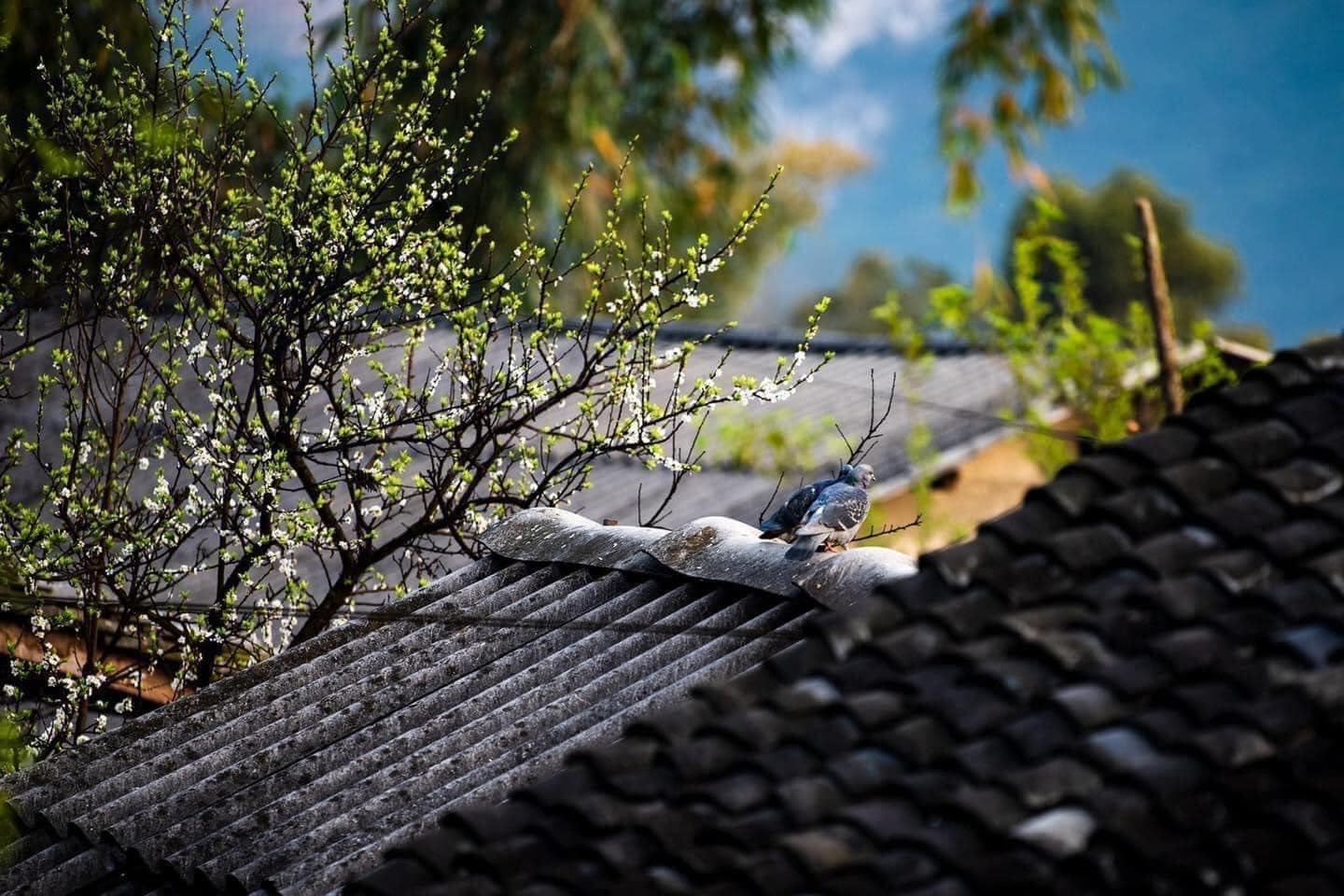 Thiện lương là gia tài quý giá nhất của đời người