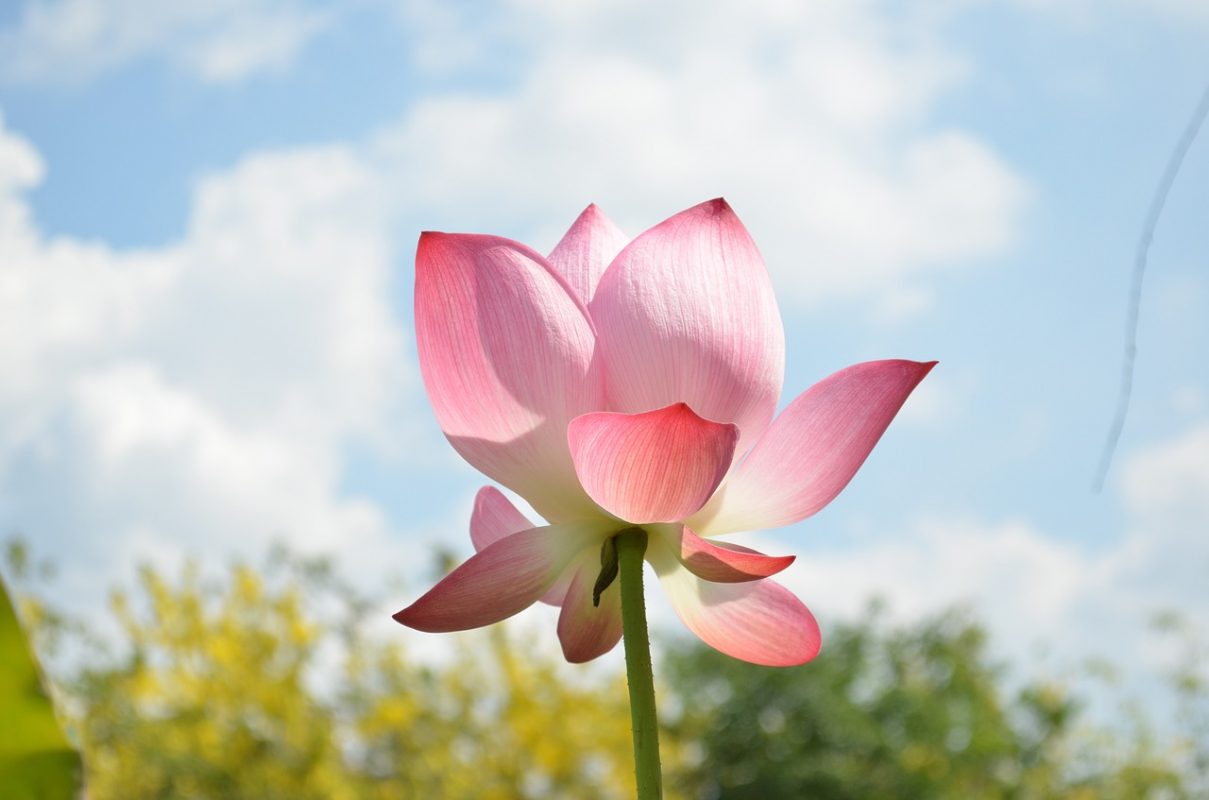 Sống ở đời đừng quá tham lam