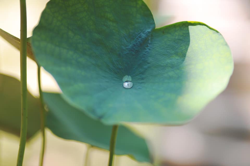 Buông xuống được, mới là an
