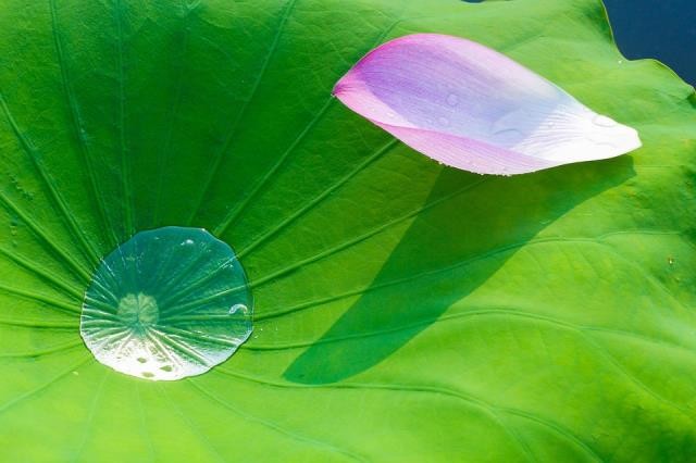 Sống ở đời ai biết được ngày mai