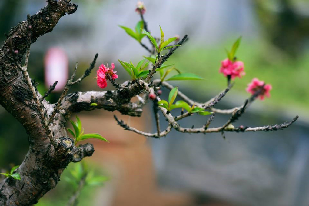 Biết đủ đẩy để bình thản an nhiên