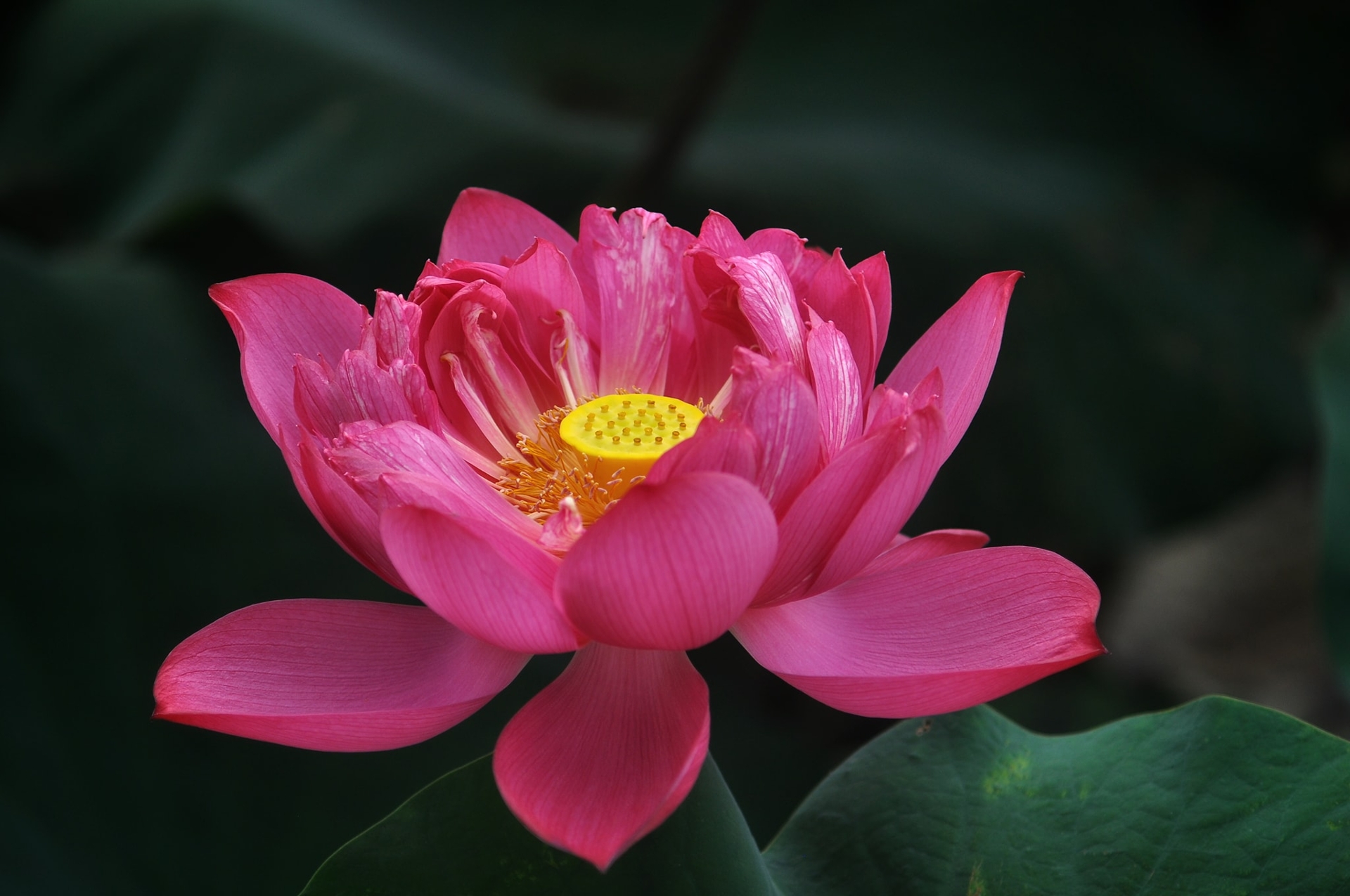 Sống đơn giản
