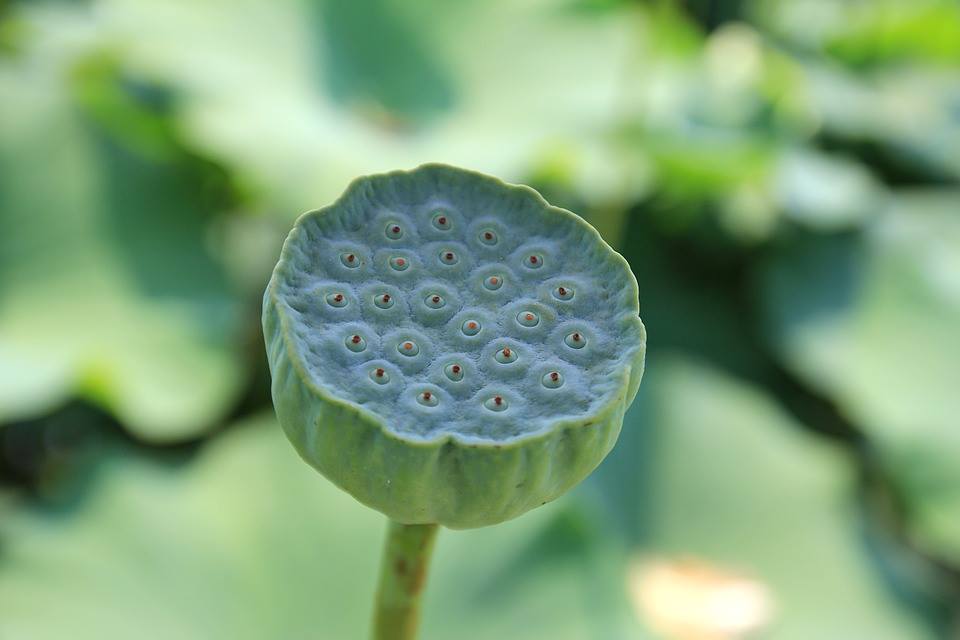 Khuyên người cố gắng ăn chay