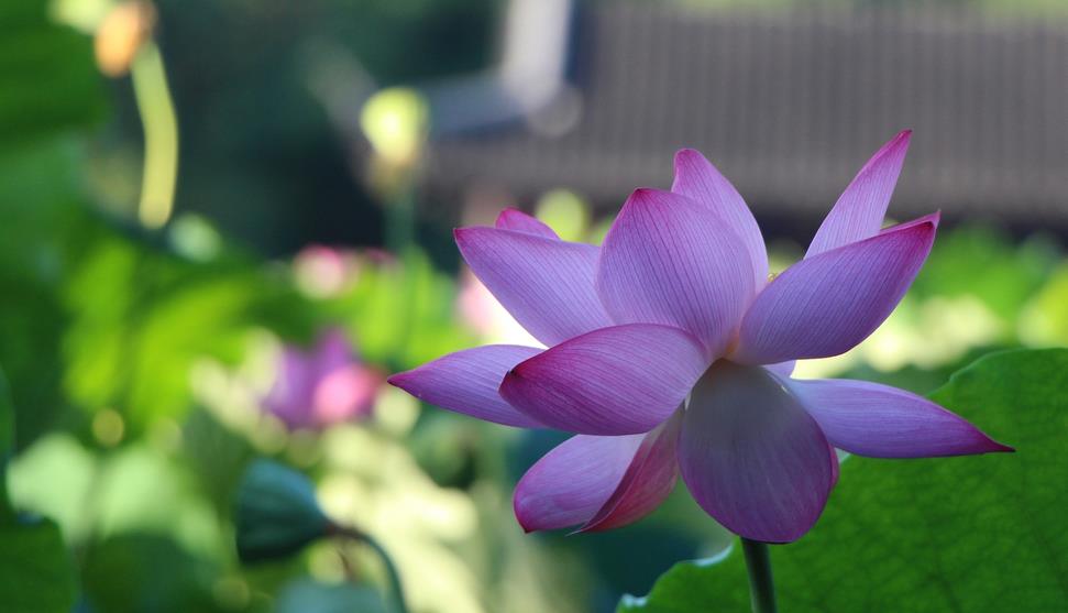 Buông xuống những tham vọng