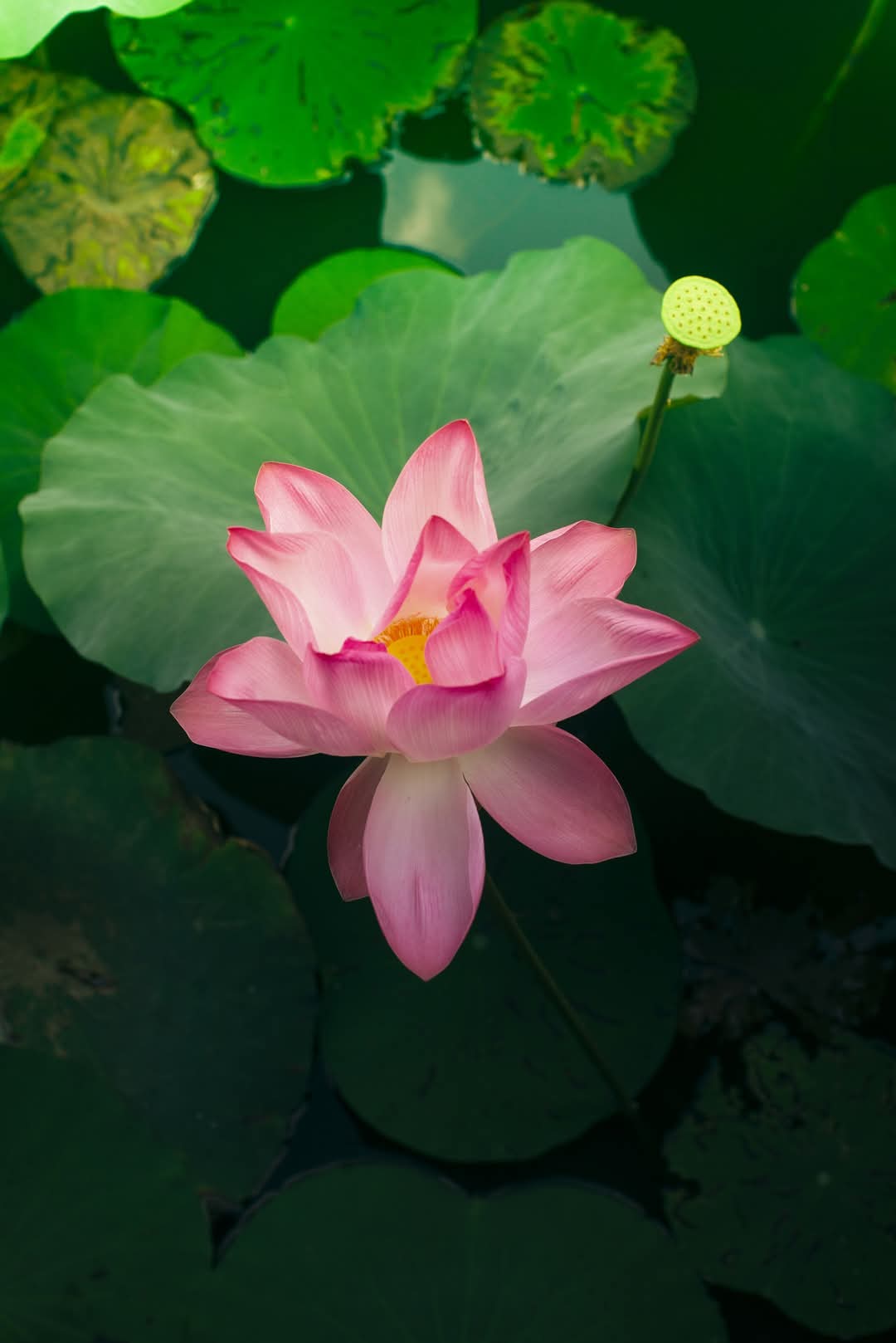 Bạn đồng hành trong hôn nhân