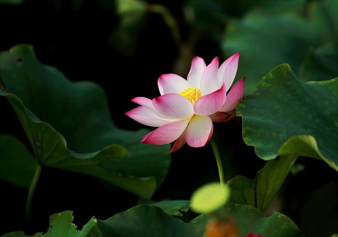Giữ trái tim lương thiện