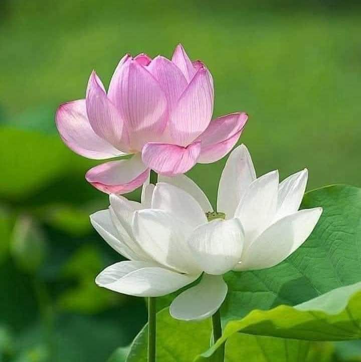 Con tu mà đời vẫn khổ