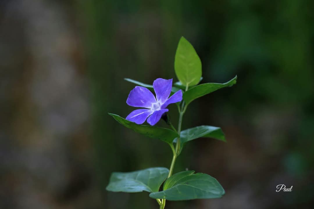 Người trầm lặng