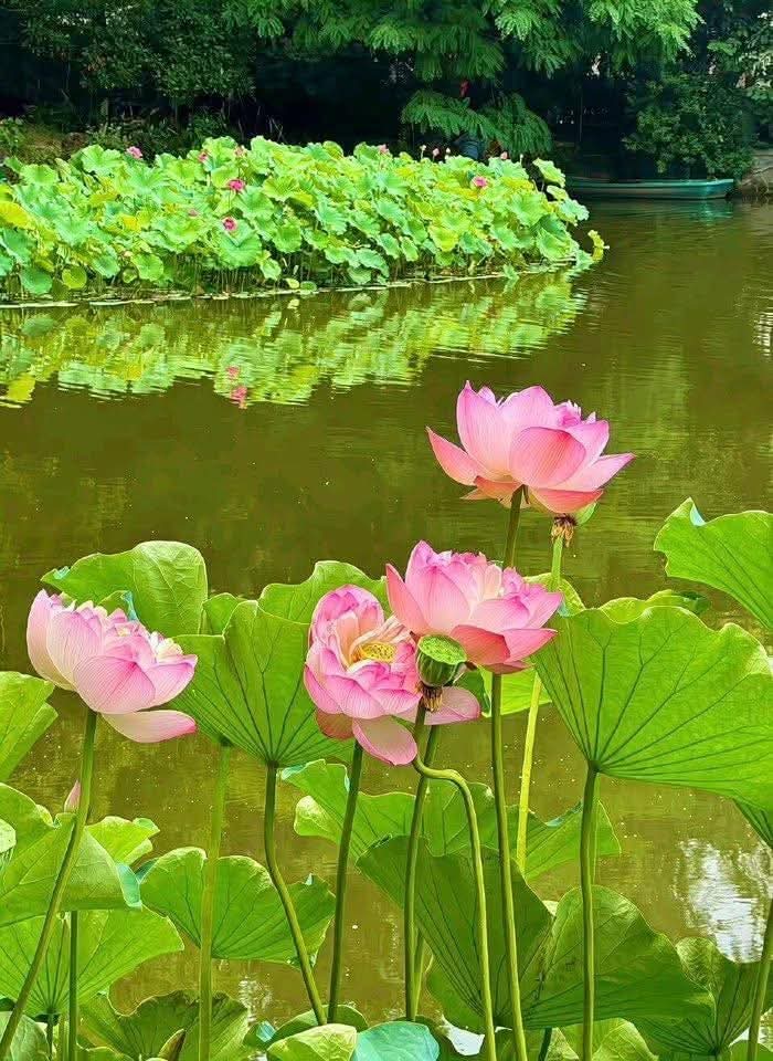 Đem cho người thức ăn dư
