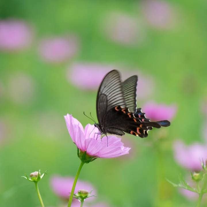 Lời Phật dạy