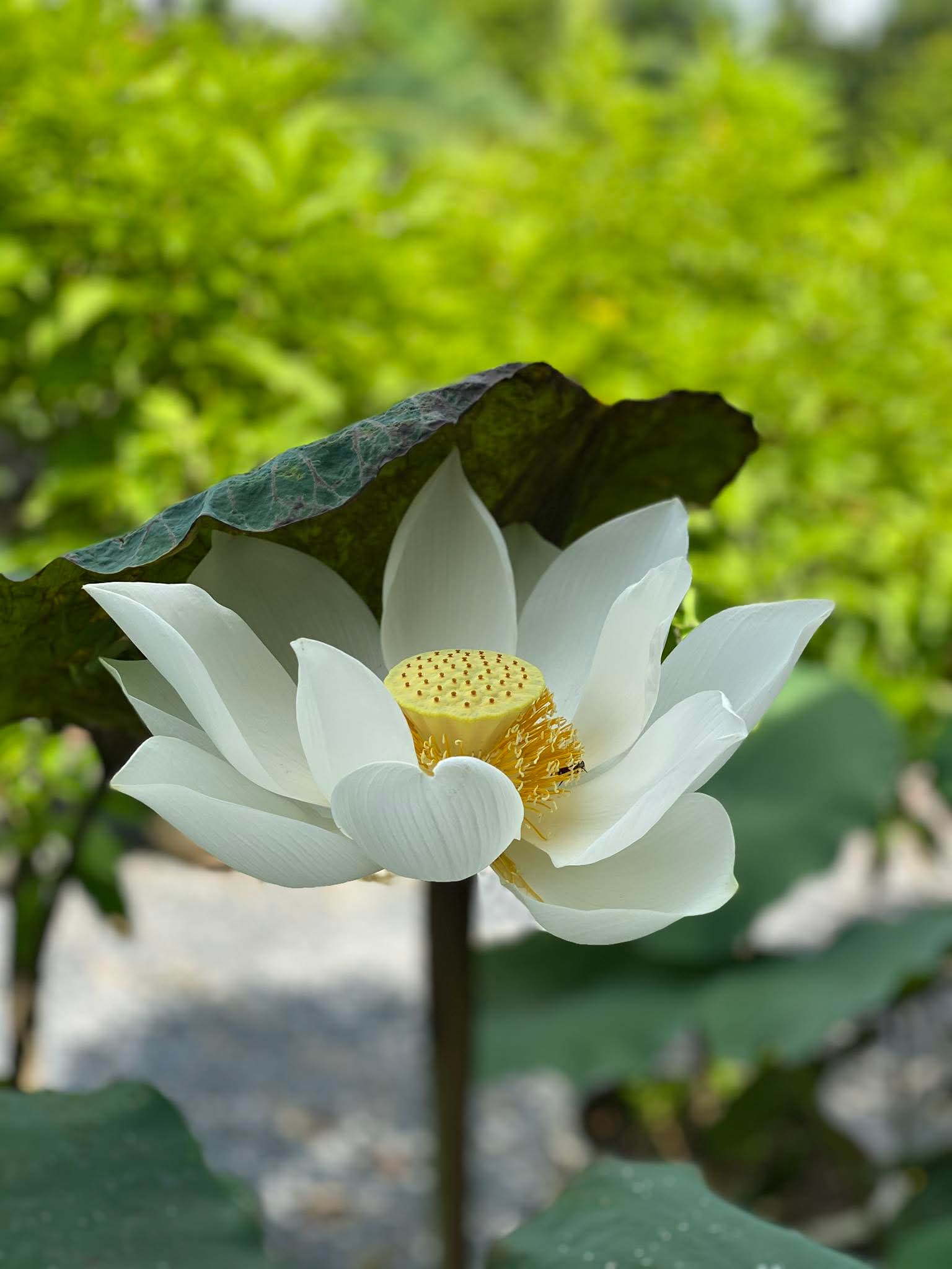 Các loại thuốc không có trong nhà thuốc